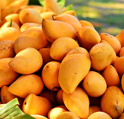 African Mango Extract