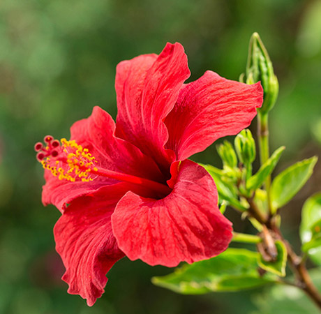 Hibiscus