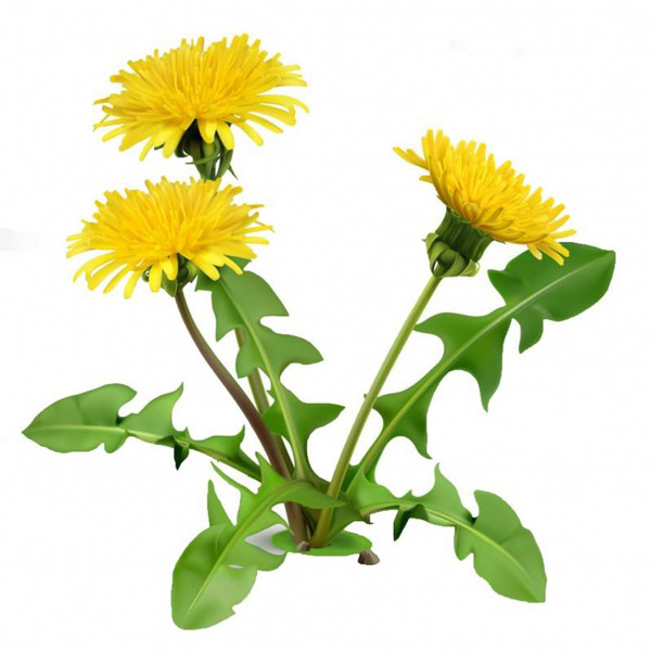 Taraxacum